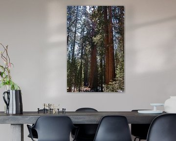 Sequoia Nationaal Park, Californië, USA van de Roos Fotografie