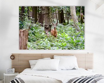 Fauve (cerf) avec des jeunes dans la forêt Oostkapelle sur Oostkapelle Fotografie