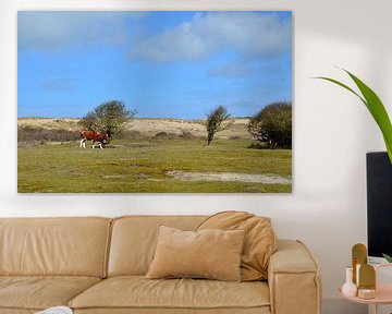 White-riched cow in dune area Oostkapelle by Oostkapelle Fotografie