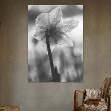 La jonquille, en noir et blanc