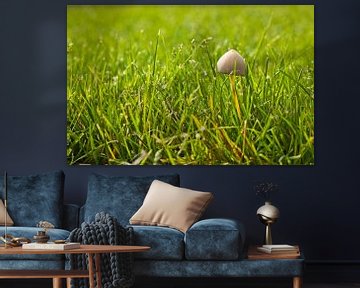 Un champignon solitaire dans l'herbe verte sur Mario Verkerk