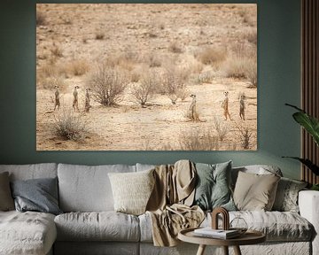Meerkats (suricates) scattered in the desert by Simone Janssen