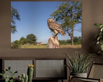 owl in landscape by Kris Hermans