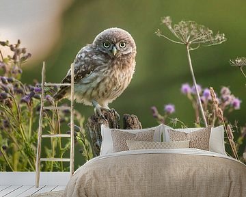 Little owl between the thistles by Kris Hermans