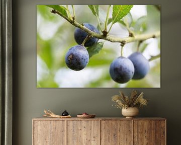 Blackthorn berries by Kris Hermans