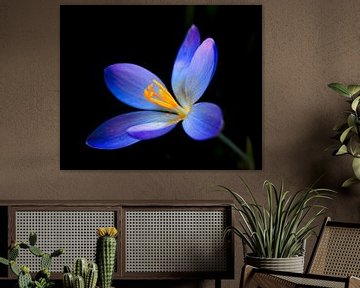 crocus sur Lens Design Studio