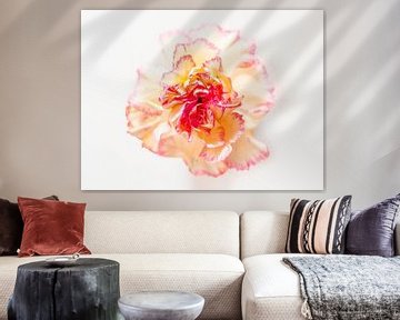 Gerbera blanc sur Wunderlust fotografie