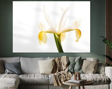 Narcis van Wunderlust fotografie