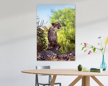 Twee volwassen cheeta's van Bobsphotography