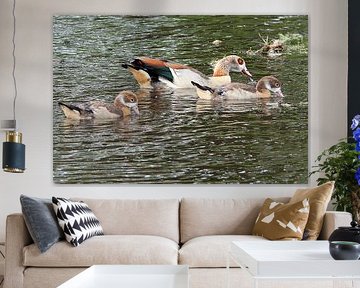 Nijlgans met 2 kuikens