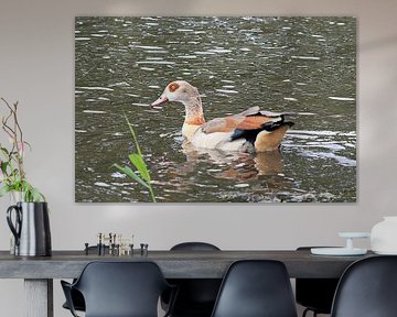 Nijlgans by Gijs  Tjeerdsma