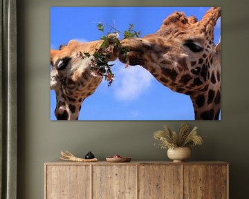 Grappige giraffen eten samen van Bobsphotography