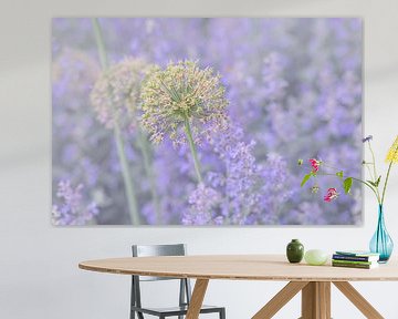 catmint van Vliner Flowers