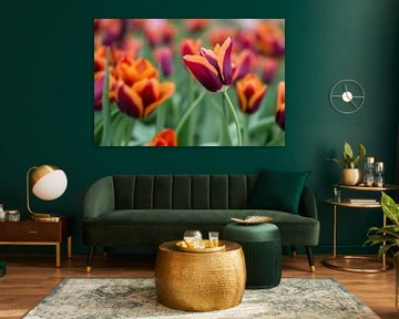 Tulipes sur Vliner Flowers