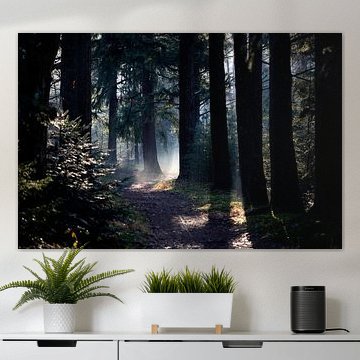 Sonnenstrahlen im dunklen Herbstwald