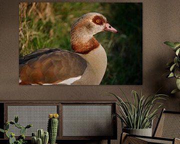 Nile goose (fox goose) along the water in the evening sun by Melissa Peltenburg