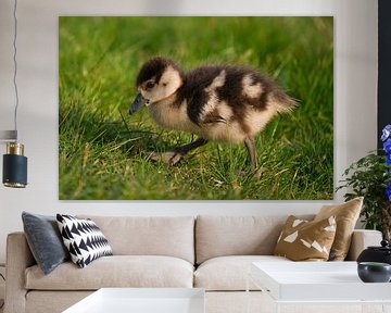 A few days old baby nile goose by Melissa Peltenburg
