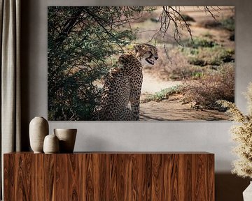 Cheetah - Zuid Afrika van Joey van Megchelen