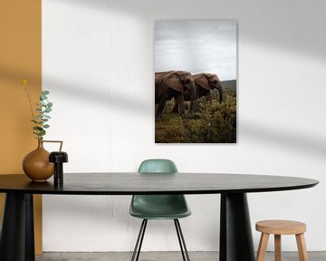 Elefanten - Südafrika von Joey van Megchelen