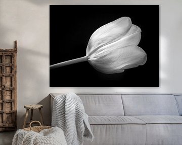Tulp in zwart wit van Arno Litjens