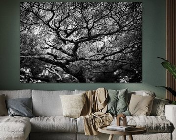 Japanse kronkel boom zwart wit fotoprint