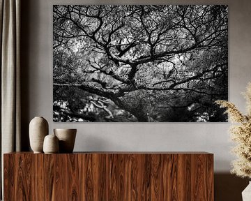 Japanse kronkel boom zwart wit fotoprint