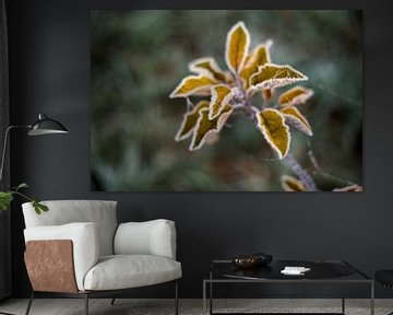 Frosty yellow leaves photoprint by Manja Herrebrugh - Outdoor by Manja