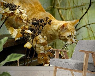 oranje poes klaar voor de aanval van wil spijker