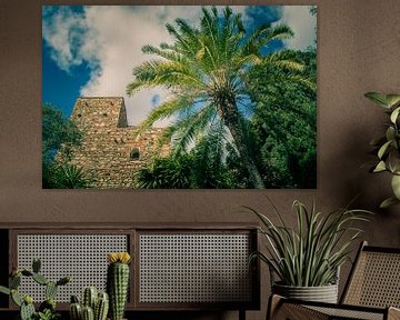 Palm tree in Malaga near Alcazaba de Malaga by Lizanne van Spanje