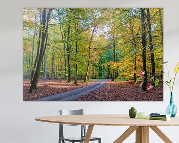 Couleur d'automne dans la forêt sur Richard Gilissen