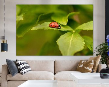 Red with black dots by Jolanda de Jong-Jansen