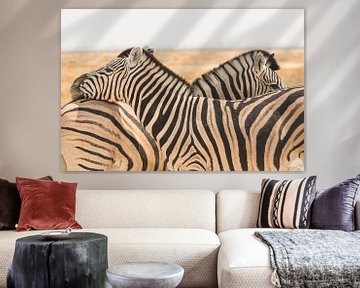 Zebra's in Namibië van Dennis Van Den Elzen