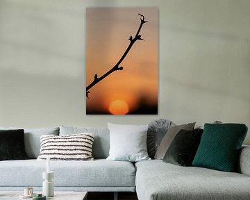 Silhouette eines einsamen Zweiges bei Sonnenuntergang von Kim Willems