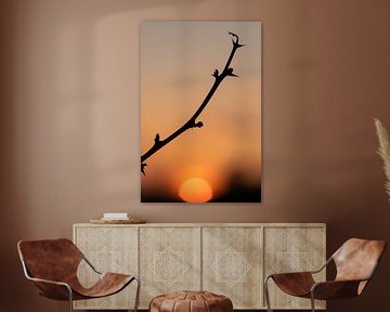 silhouette of a solitary branch at sunset by Kim Willems