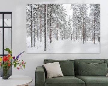 arbres dans la neige. laponie Finlande