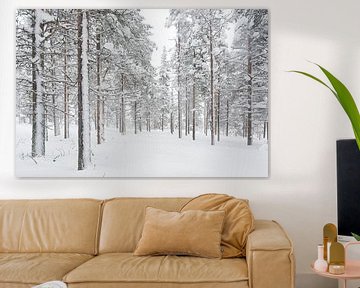 Bäume im Schnee. lappland Finnland