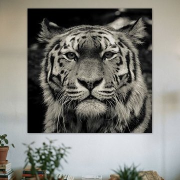 Time to stand and stare