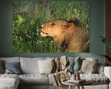 Romantische afrikaanse leeuw ruikt aan bloem van Bobsphotography