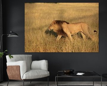 Leeuw met zwarte manen in de kalahari woestijn van Bobsphotography