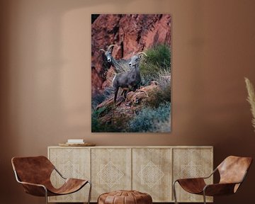 Steenbokken (Valley of fire - Nevada) van Arthur Janzen