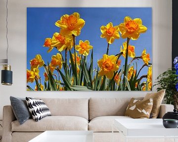 Close-up of yellow daffodils in a bulb field during spring