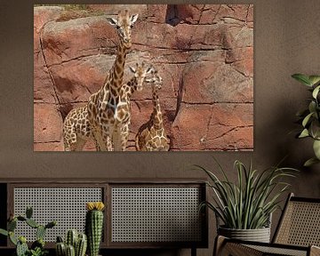 Rothschild giraffe broers von Jos Burger