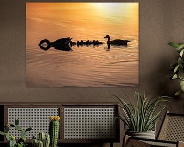 Goose family in golden water by Martijn Joosse