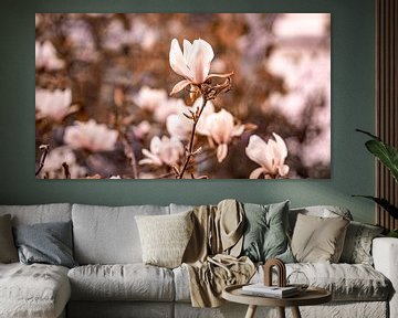 Magnolia sur Fotoverliebt - Julia Schiffers