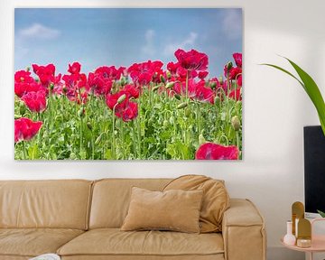 Un champ de fleurs de pavot rouge.