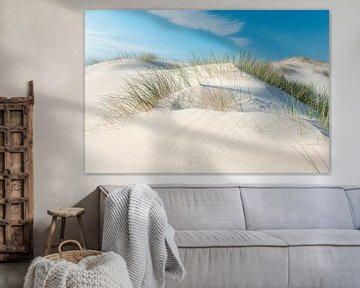 Marram grass in fresh sand dunes