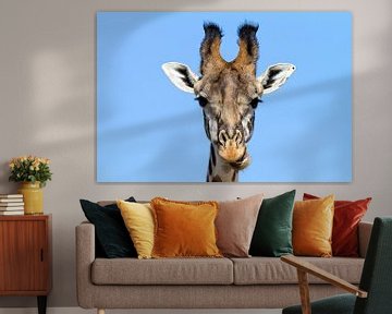 Curious giraffe by Angelika Stern