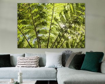 Giant fern leaves - Australia by Jiri Viehmann