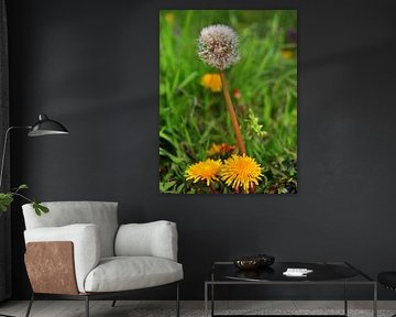 Paardebloem