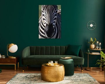 Zebra by Vincent Mulder